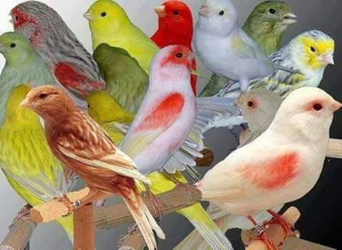 Beautiful and amazing birds of the World photoss