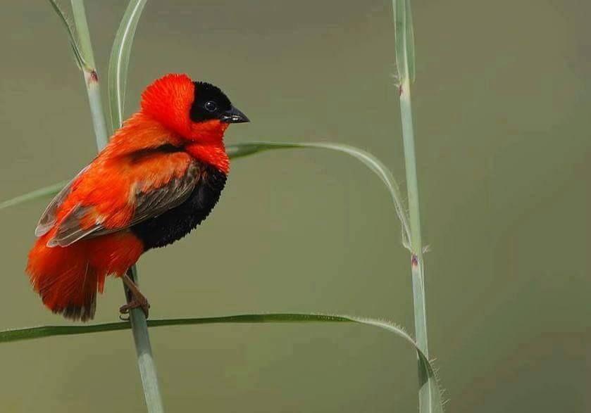 Beautiful and amazing birds of the World photoss