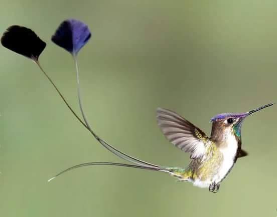 Beautiful and amazing birds of the World photoss