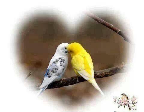Beautiful and amazing birds of the World photoss