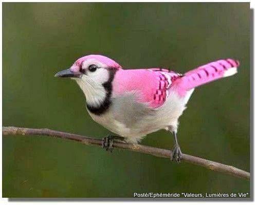 Beautiful and amazing birds of the World photoss