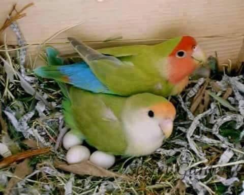 Beautiful and amazing birds of the World photoss