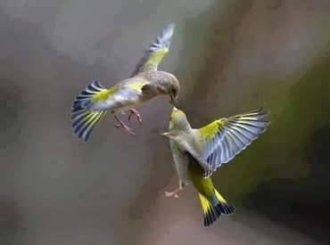 Beautiful and amazing birds of the World photoss