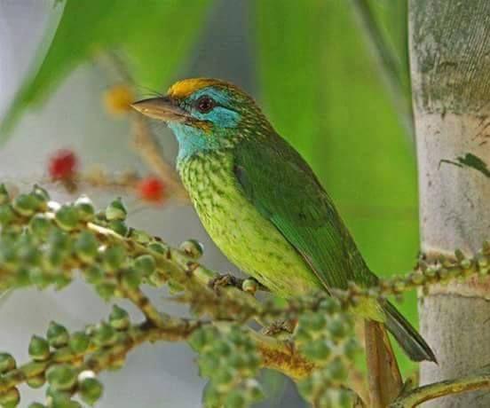 Beautiful and amazing birds of the World photoss