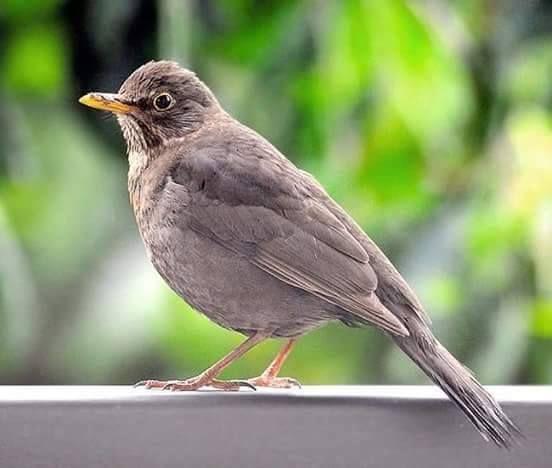 Beautiful and amazing birds of the World photoss