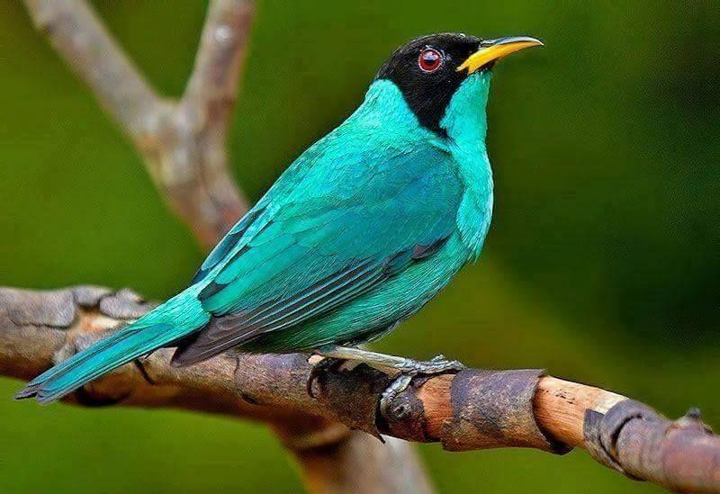 Beautiful and amazing birds of the World photoss