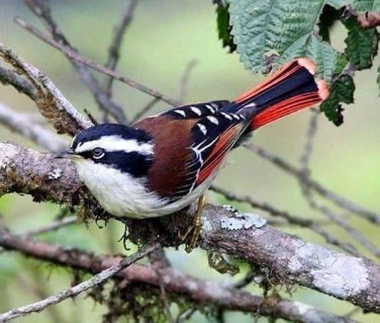 Beautiful and amazing birds of the World photoss