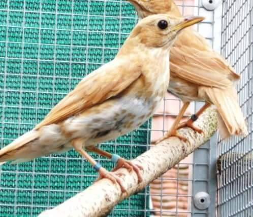 Beautiful and amazing birds of the World photoss