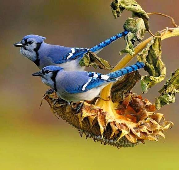 Beautiful and amazing birds of the World photoss