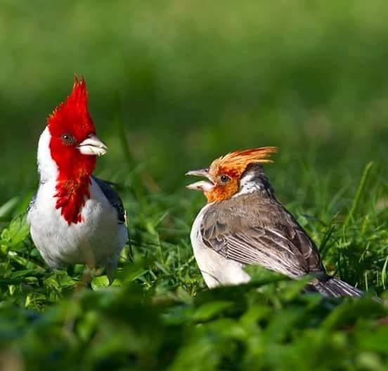 Beautiful and amazing birds of the World photoss