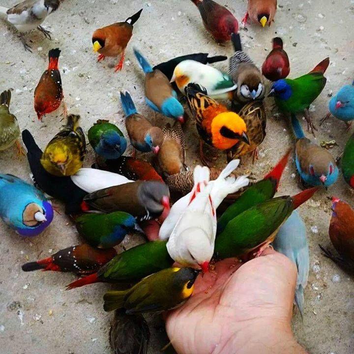 Beautiful and amazing birds of the World photoss