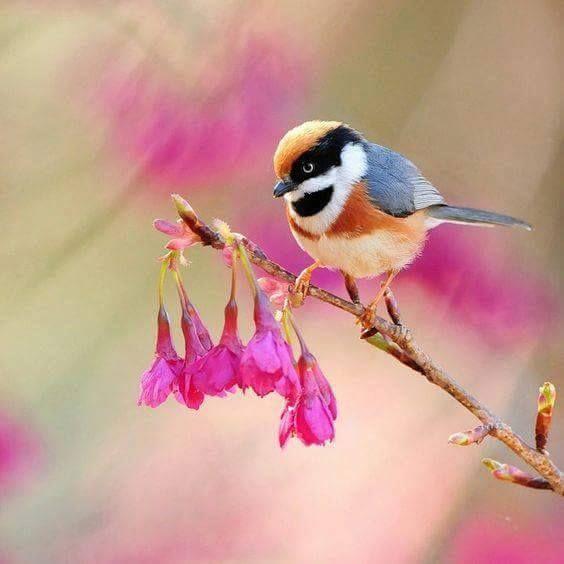 Beautiful and amazing birds of the World photoss