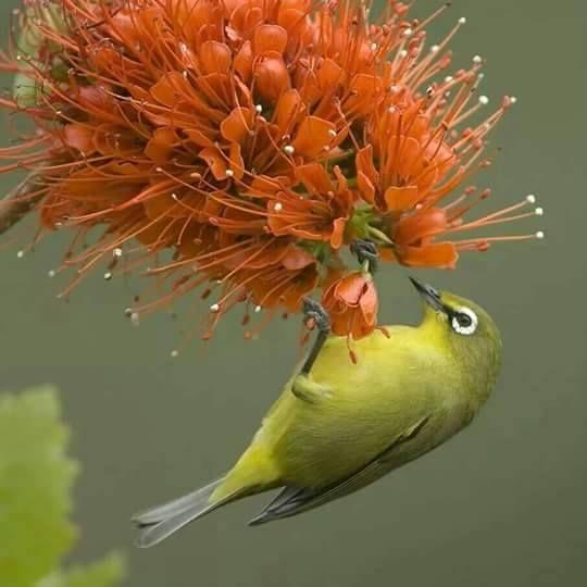 Beautiful and amazing birds of the World photoss