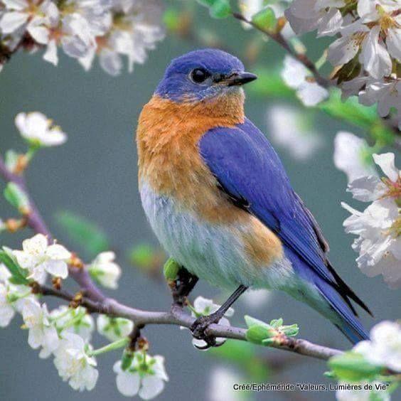 Beautiful and amazing birds of the World photoss