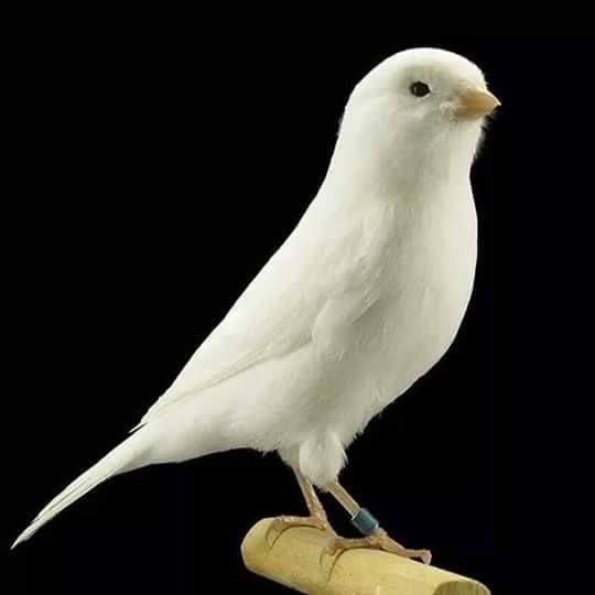 Beautiful and amazing birds of the World photoss