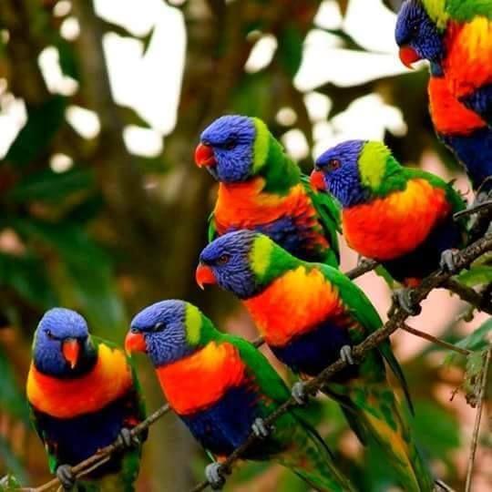 Beautiful and amazing birds of the World photoss