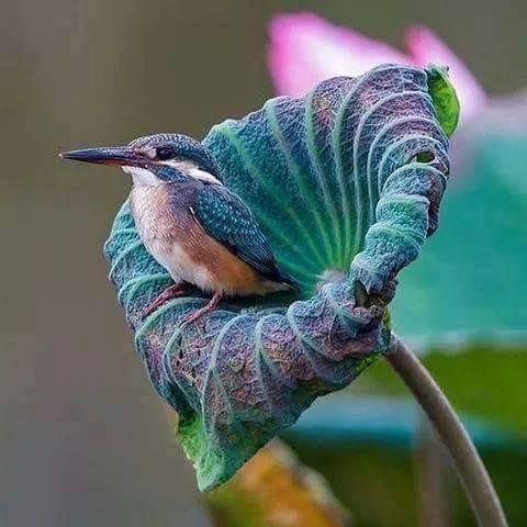 Beautiful and amazing birds of the World photoss