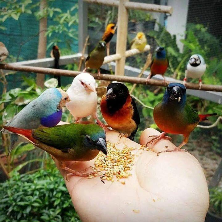 Beautiful and amazing birds of the World photoss