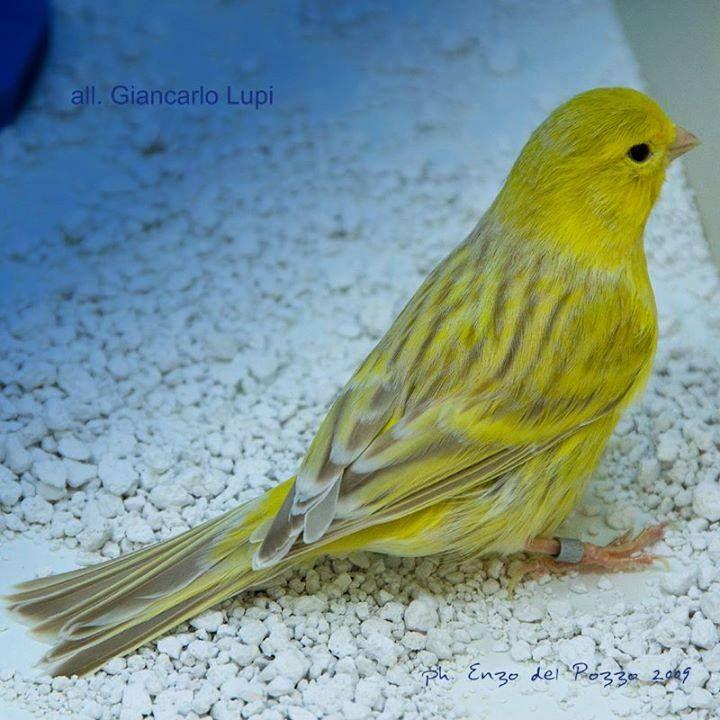 Beautiful and amazing birds of the World photoss