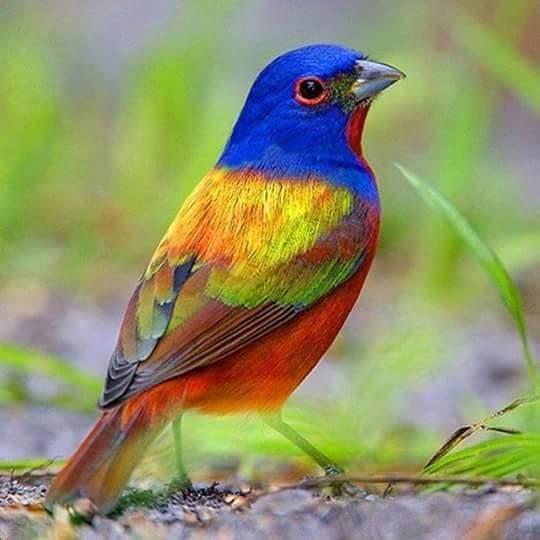 Beautiful and amazing birds of the World photoss