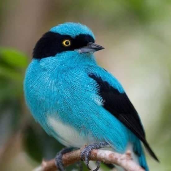 Beautiful and amazing birds of the World photoss