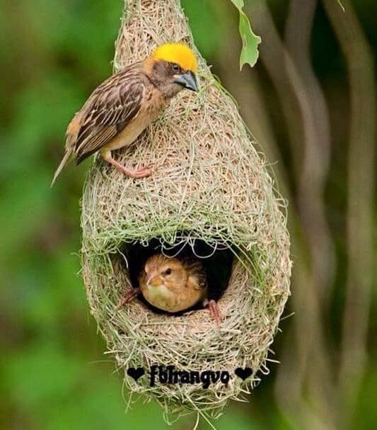 Beautiful and amazing birds of the World photoss