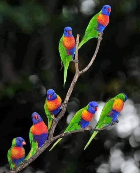 Beautiful and amazing birds of the World photoss