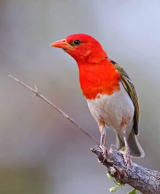 Beautiful and amazing birds of the World photoss
