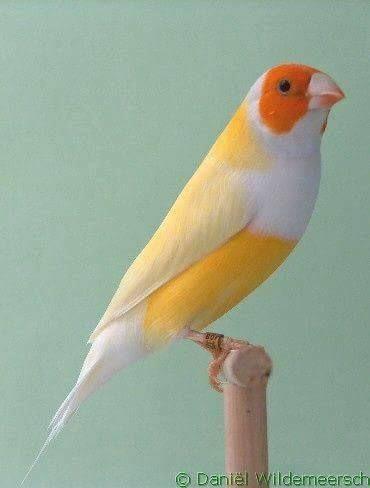 Beautiful and amazing birds of the World photoss