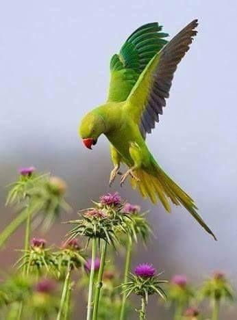 Beautiful and amazing birds of the World photoss