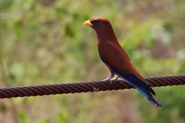 Beautiful and amazing birds of the World photoss