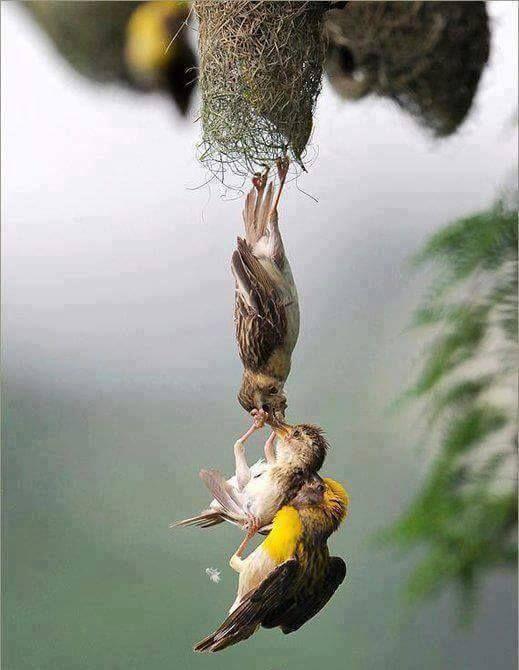 Beautiful and amazing birds of the World photoss