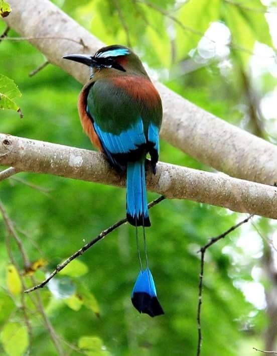 Beautiful and amazing birds of the World photoss