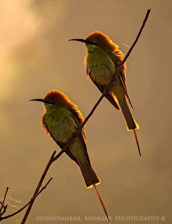 Beautiful and amazing birds of the World photoss