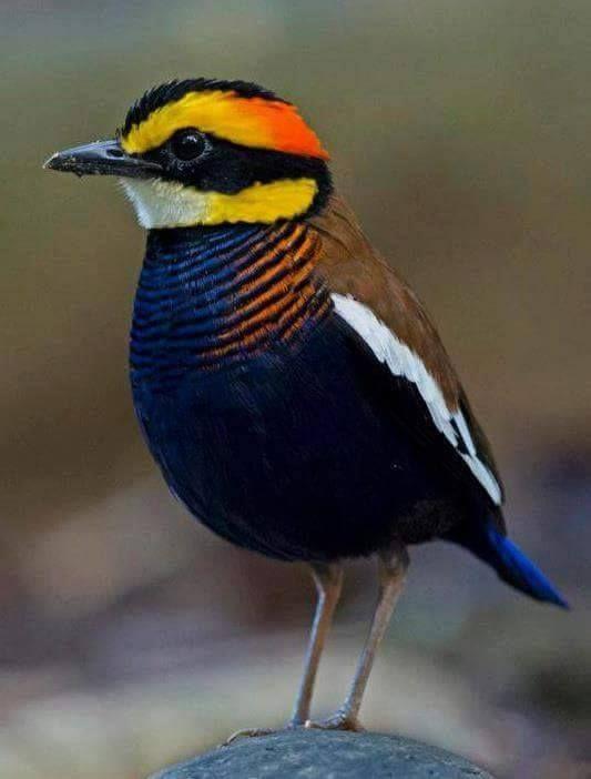 Beautiful and amazing birds of the World photoss