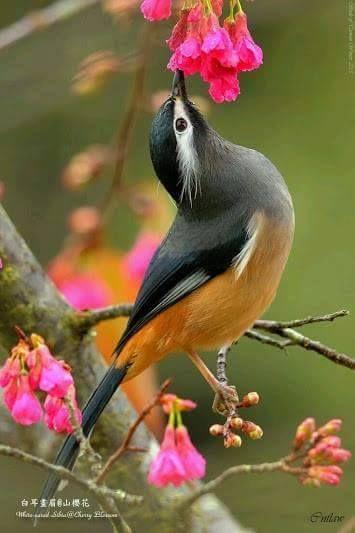 Beautiful and amazing birds of the World photoss