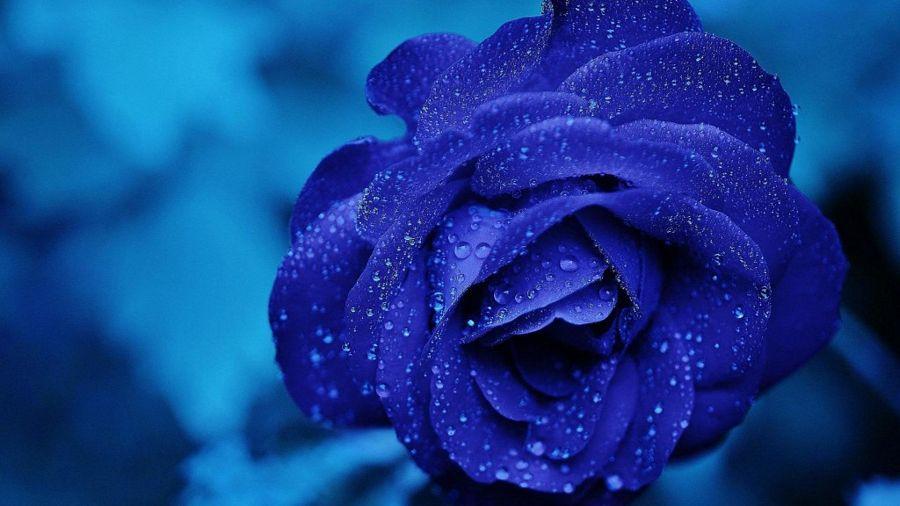 Blue Rose HD Wallpapers