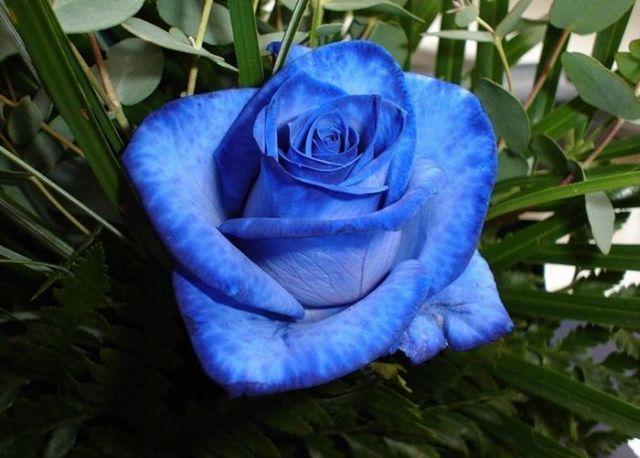 Blue Rose HD Wallpapers