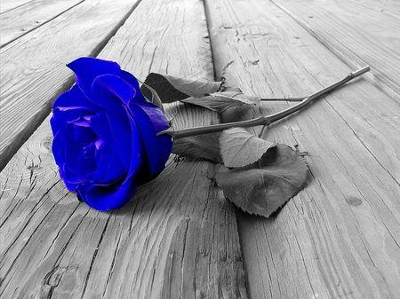 Blue Rose HD Wallpapers