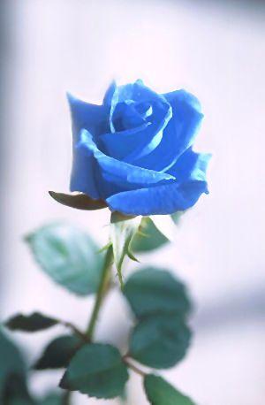 Blue Rose HD Wallpapers