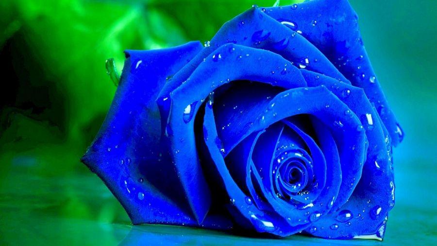 Blue Rose HD Wallpapers