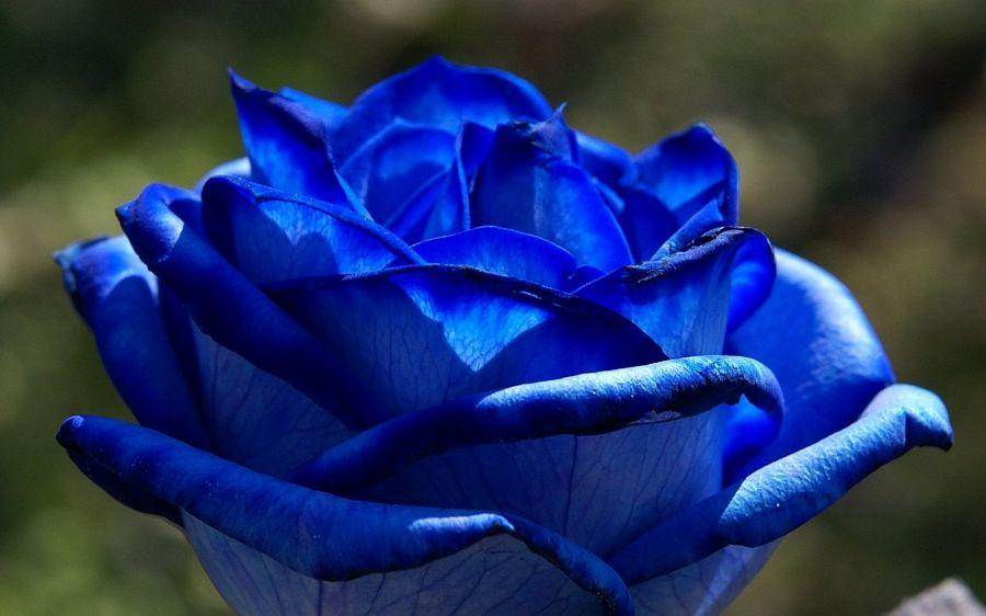 Blue Rose HD Wallpapers