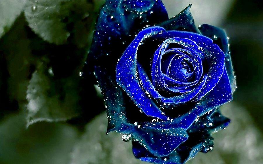 Blue Rose HD Wallpapers