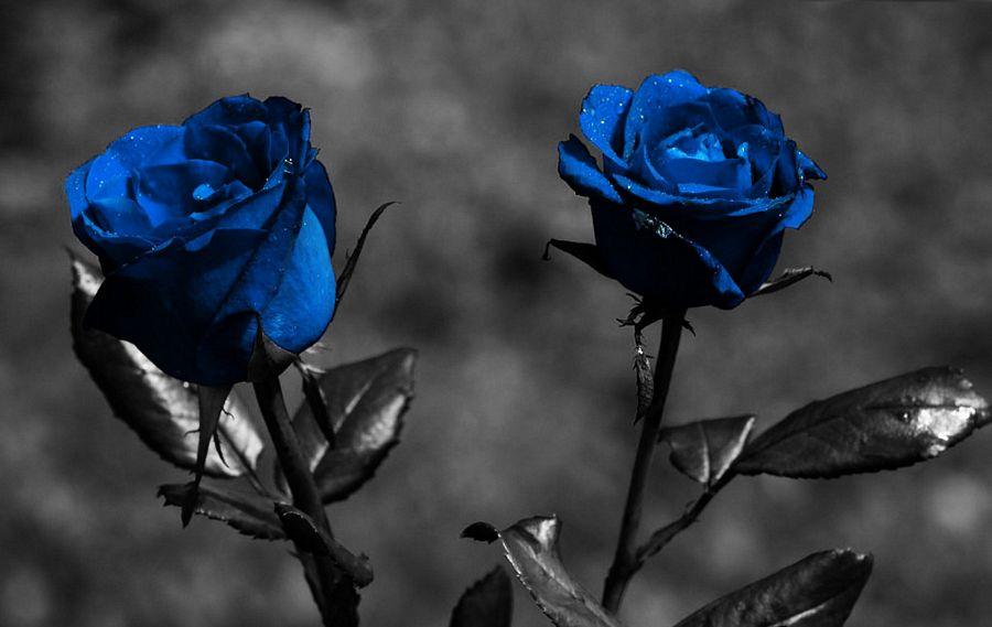 Blue Rose HD Wallpapers