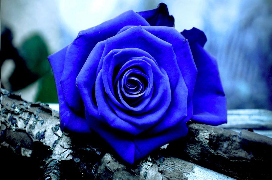 Blue Rose HD Wallpapers