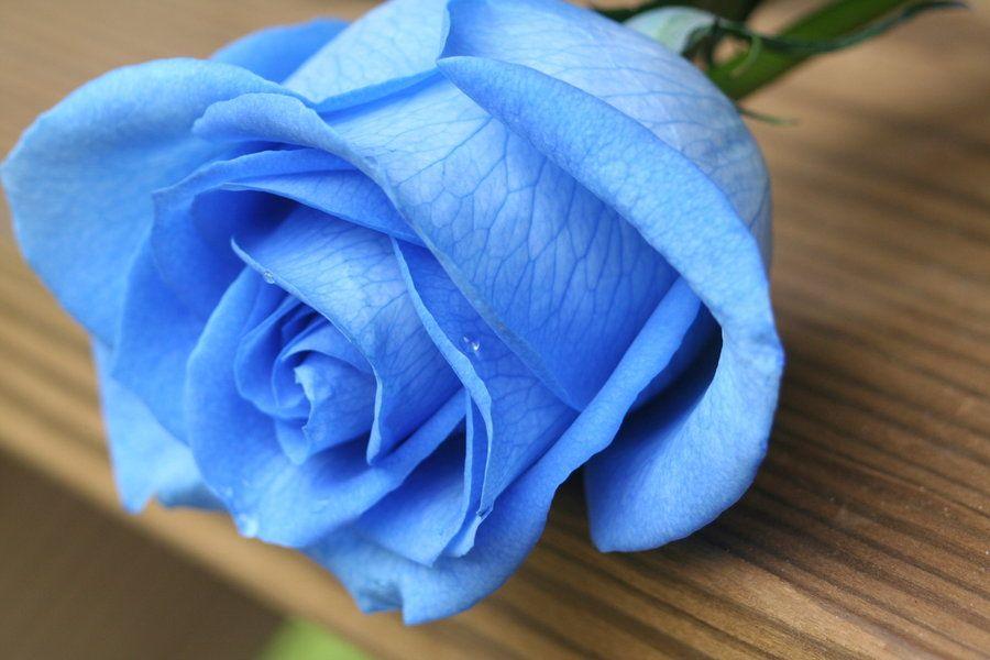 Blue Rose HD Wallpapers