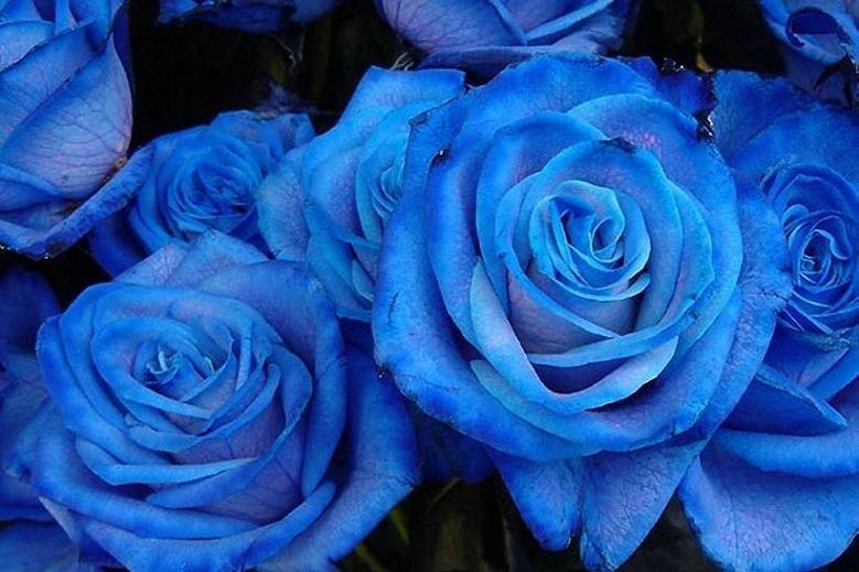 Blue Rose HD Wallpapers
