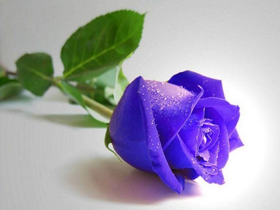 Blue Rose HD Wallpapers