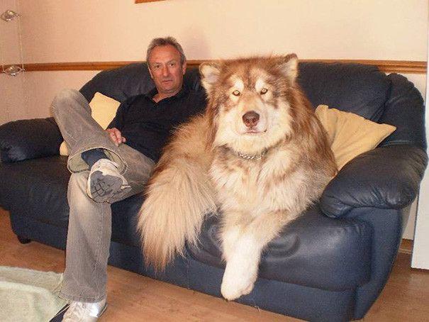 Dogs Who Are Bigger Than Their Owners Photos