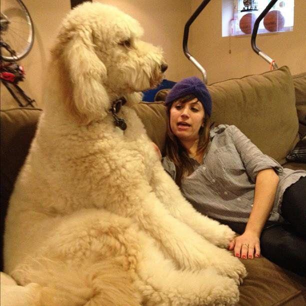 Dogs Who Are Bigger Than Their Owners Photos